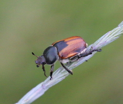 Anisoplia austriaca