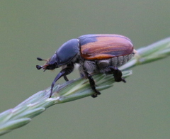 Anisoplia austriaca