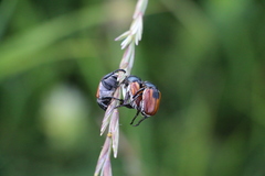 Anisoplia austriaca