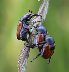 Anisoplia austriaca