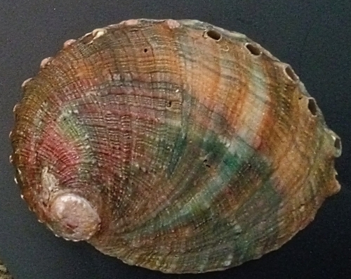 Haliotis kamtschatkana