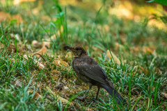Turdus merula