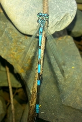 Coenagrion lanceolatum