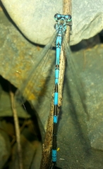 Coenagrion lanceolatum