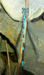 Coenagrion lanceolatum