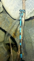 Coenagrion lanceolatum