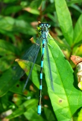 Coenagrion lanceolatum