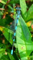 Coenagrion lanceolatum