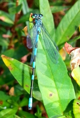 Coenagrion lanceolatum