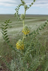 Astragalus vulpinus