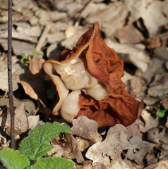 Gyromitra fastigiata