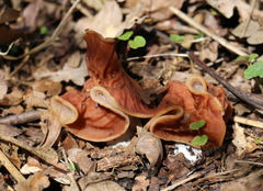 Gyromitra fastigiata