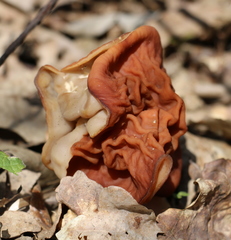 Gyromitra fastigiata