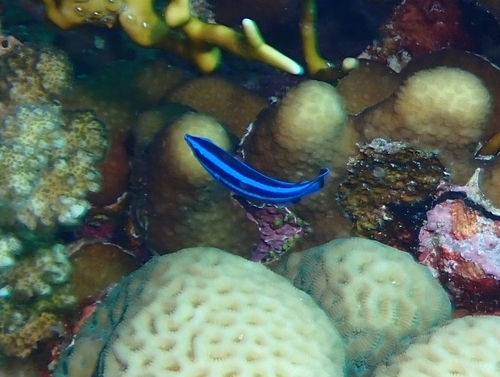 Larabicus quadrilineatus