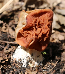 Gyromitra fastigiata