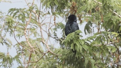Corvus imparatus