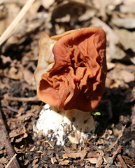 Gyromitra fastigiata