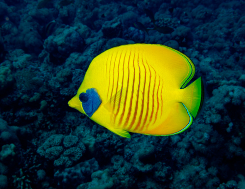 Chaetodon semilarvatus