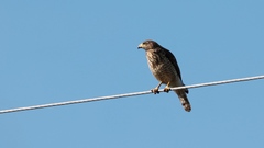 Rupornis magnirostris