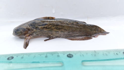 Leerhuidmeerval (Trachelyopterus coriaceus) — Auchenipteridae — 2