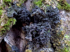 Leptogium coralloideum