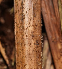 Hispidula dicksoniae