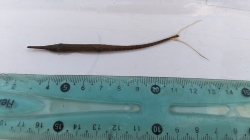 Paraguay-twijgmeerval (Farlowella paraguayensis) — Loricariidae — 3