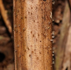 Hispidula dicksoniae