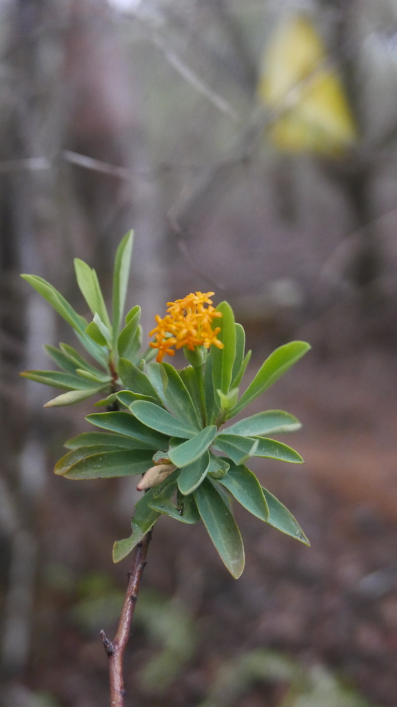 Gnidia daphnifolia