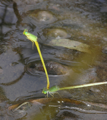Ceriagrion indochinense