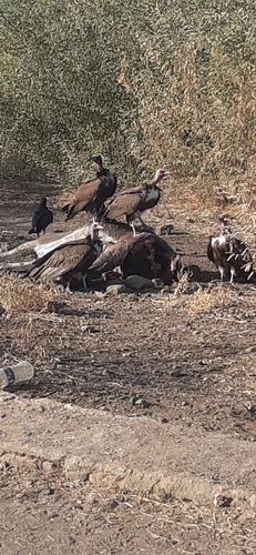 Hooded Vulture