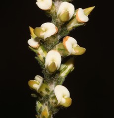 Aspalathus hispida albiflora