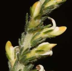 Aspalathus hispida albiflora