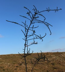Aspalathus hispida albiflora