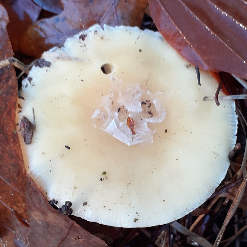 Amanita junquillea · December 2025 · photo: © bogsuckers (iNaturalist, cc-by)
