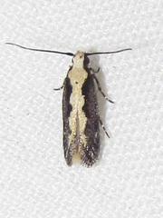 Agnippe prunifoliella