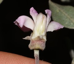 Podalyria myrtillifolia