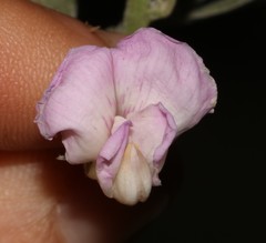Podalyria myrtillifolia