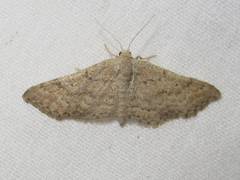 Lobocleta granitaria