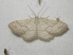 Lobocleta granitaria