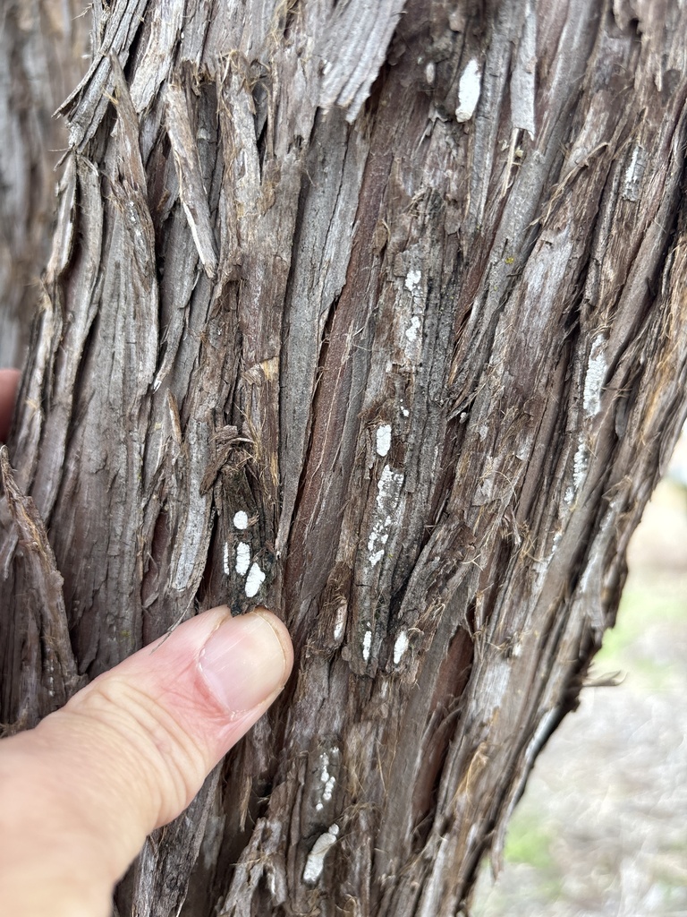 Dendrothele nivosa · December 2025 · photo: © sambiology (iNaturalist, cc-by)