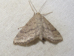 Lobocleta granitaria