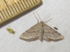 Lobocleta granitaria