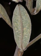 Podalyria myrtillifolia