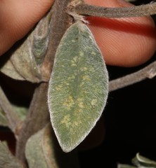 Podalyria myrtillifolia