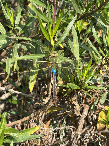 iNaturalist observation photo of Common Green Darner