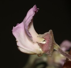 Podalyria myrtillifolia