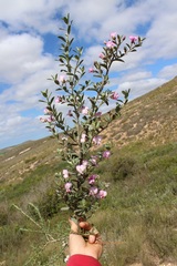 Podalyria myrtillifolia