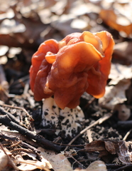 Gyromitra fastigiata