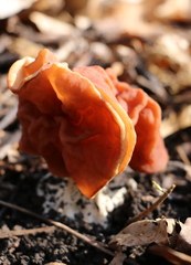 Gyromitra fastigiata